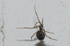 Steatoda castanea