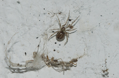 Steatoda castanea