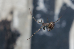 Steatoda castanea