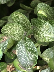 Eurytetranychus buxi