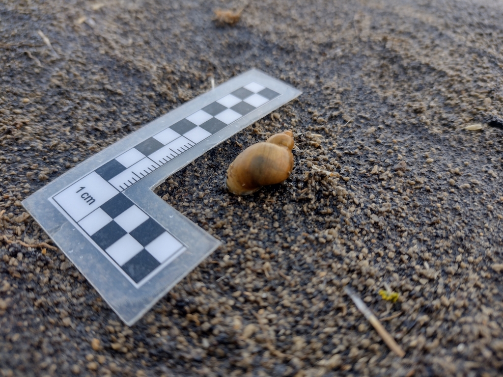 Pectinidens diaphanus