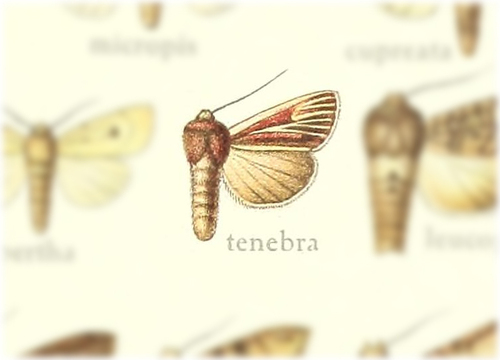 Melionica
