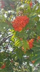 Sorbus sitchensis sitchensis