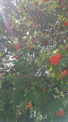 Sorbus sitchensis sitchensis