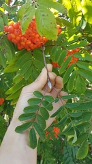 Sorbus sitchensis sitchensis