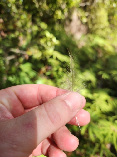 Okarito Kiwi (Apteryx rowi), photo 3
