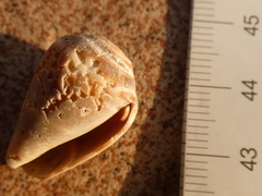 Conus ventricosus