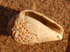 Conus ventricosus