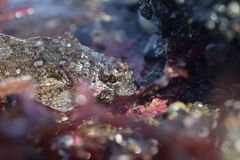 Hemilepidotus spinosus