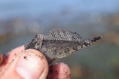 Hemilepidotus spinosus