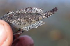 Hemilepidotus spinosus