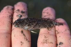 Hemilepidotus spinosus