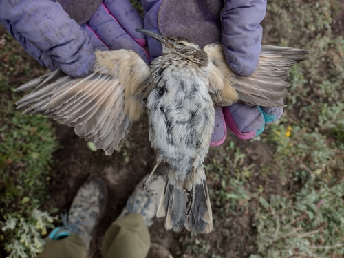 Scale-throated Earthcreeper (Upucerthia dumetaria), photo 8