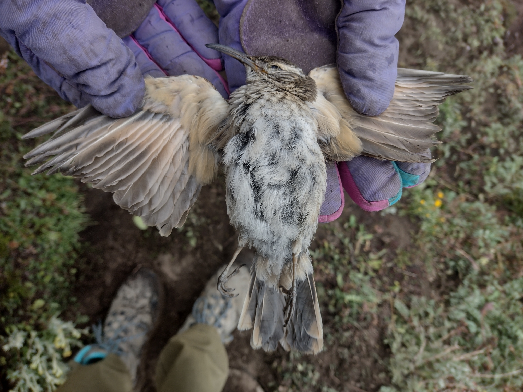 Scale-throated Earthcreeper (Upucerthia dumetaria), photo 8