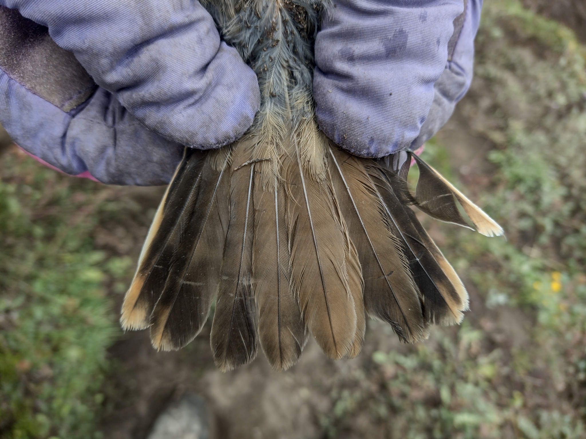 Scale-throated Earthcreeper (Upucerthia dumetaria), photo 9