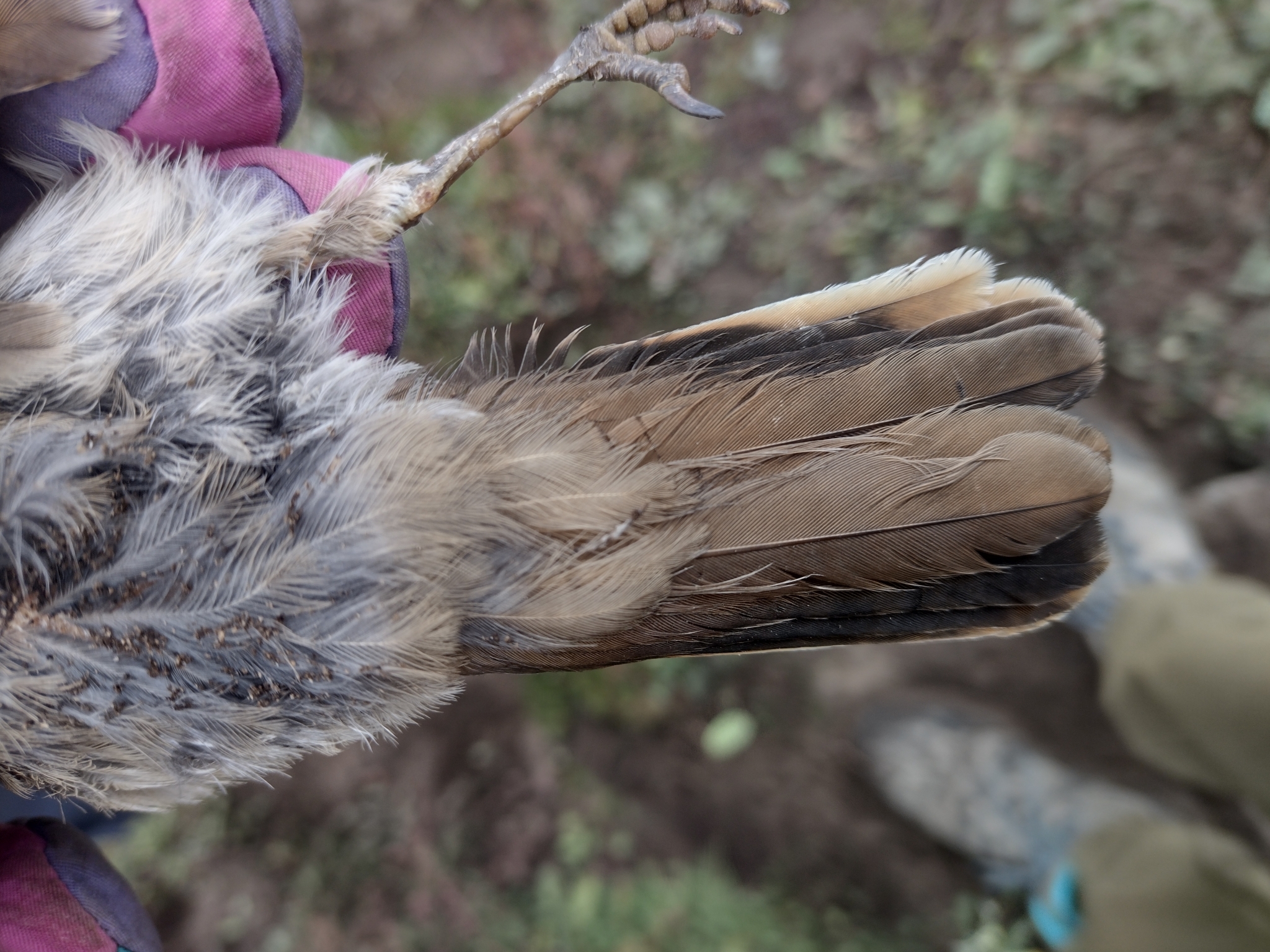 Scale-throated Earthcreeper (Upucerthia dumetaria), photo 10