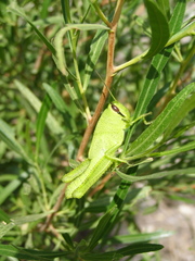 Schistocerca albolineata