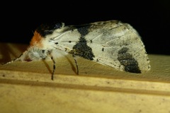 Furcula scolopendrina