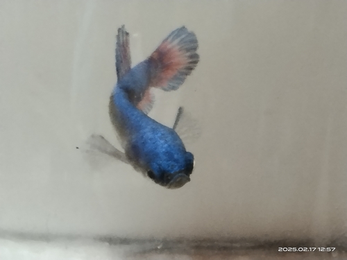 Cá betta màu xanh dương bơi trong bể kính