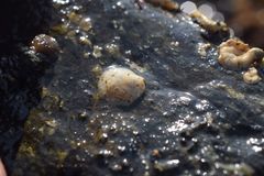 Crepipatella lingulata