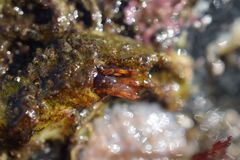 Discorsopagurus schmitti