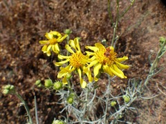 Senecio flaccidus douglasii