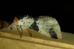 Furcula scolopendrina