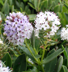 Veronica chathamica, photograph Peter de Lange, CC0, iNaturalist via GBIF