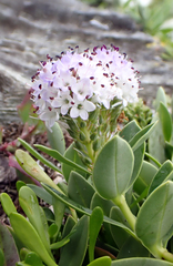 Veronica chathamica, photograph Peter de Lange, CC0, iNaturalist via GBIF