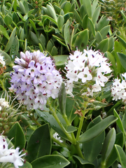 Veronica chathamica, photograph Peter de Lange, CC0, iNaturalist via GBIF