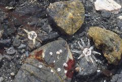 Halcampa decemtentaculata