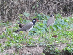 Vanellus indicus atronuchalis