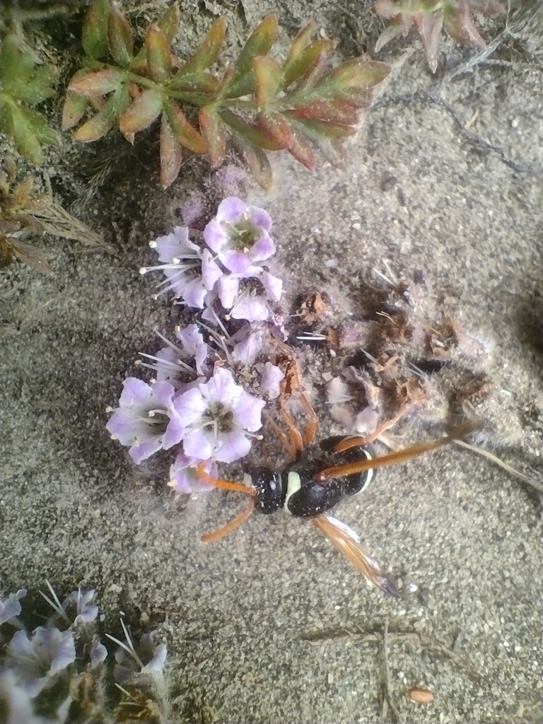 Hypodynerus labiatus