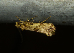 Morophaga choragella
