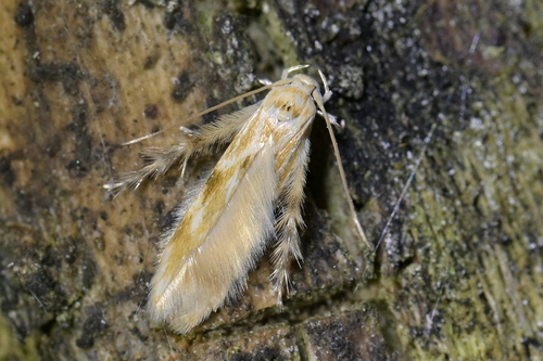 Calicotis crucifera