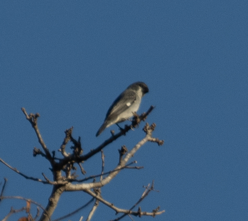 Plumbeous Seedeater (Sporophila plumbea), photo 7
