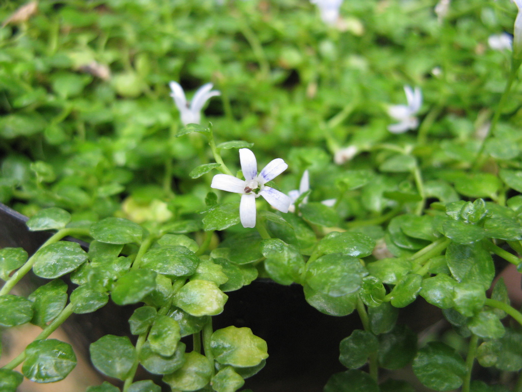 Lobelia loochooensis
