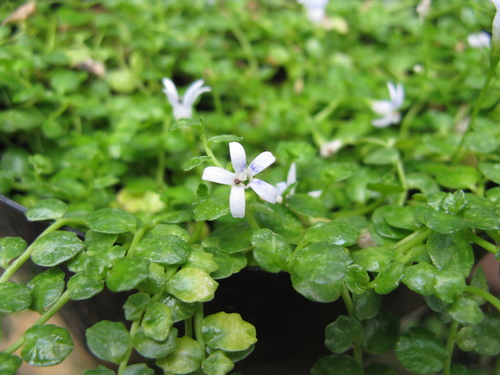 Lobelia loochooensis