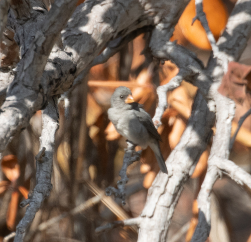 Grey Seedeater (Sporophila intermedia), photo 4
