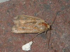 Noctua interjecta