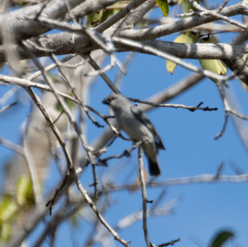 Plumbeous Seedeater (Sporophila plumbea), photo 8