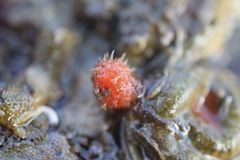 Boltenia villosa