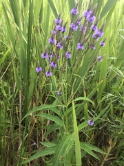 Verbena hastata