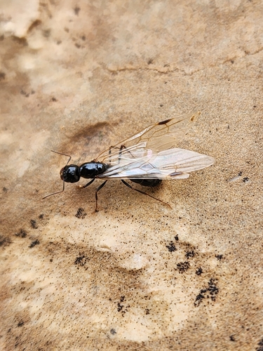 Messor Harvester Ants