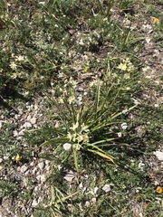 Melanthiaceae