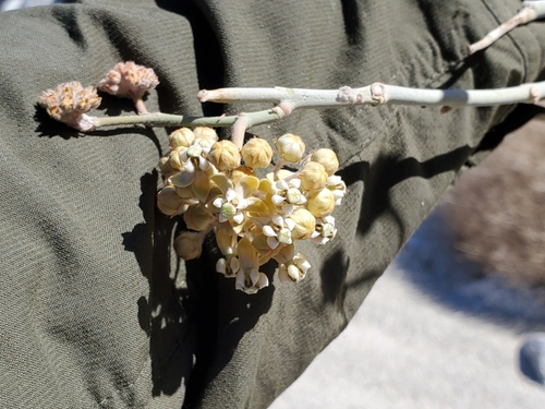 White-stem milkweed (Asclepias albicans)