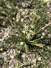 Melanthiaceae