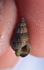 Nassarius mendicus