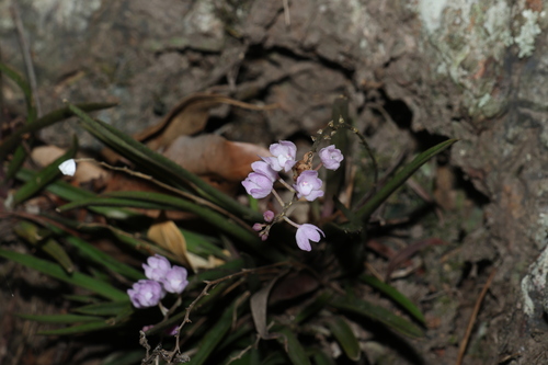 Image of Sarcochilus ceciliae by (c) Greg Tasney, some rights reserved (CC BY-SA)