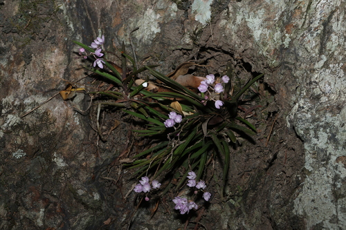 Image of Sarcochilus ceciliae by (c) Greg Tasney, some rights reserved (CC BY-SA)